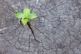 stump-small.jpg